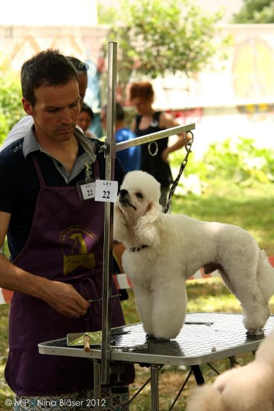 2012-07-01 B & B - Bedlington & Bichon Fun Day (28)_1000x1500.jpg